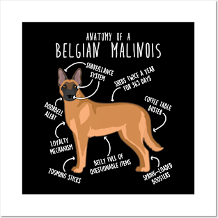 Belgian Malinois Dog Anatomy Posters and Art